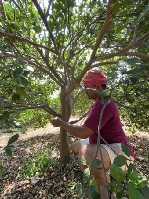 Field Data Collection - Image 5